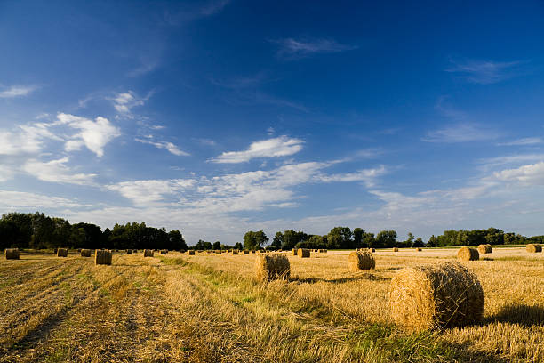 istock Golden hay bales on a field 92374215