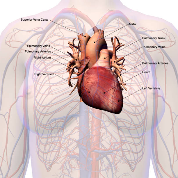 여자의 가슴에 내에서 분류 하는 심장 - left ventricle 뉴스 사진 이미지