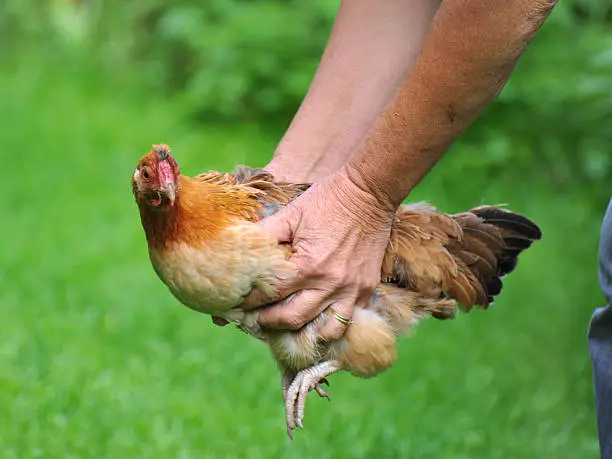 Photo of carrying a golden colored chicken