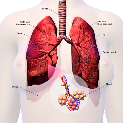 CG image of woman's chest area showing both lungs in isolation, with magnified view of alveoli air sacs labeled on faded flesh tone and white.