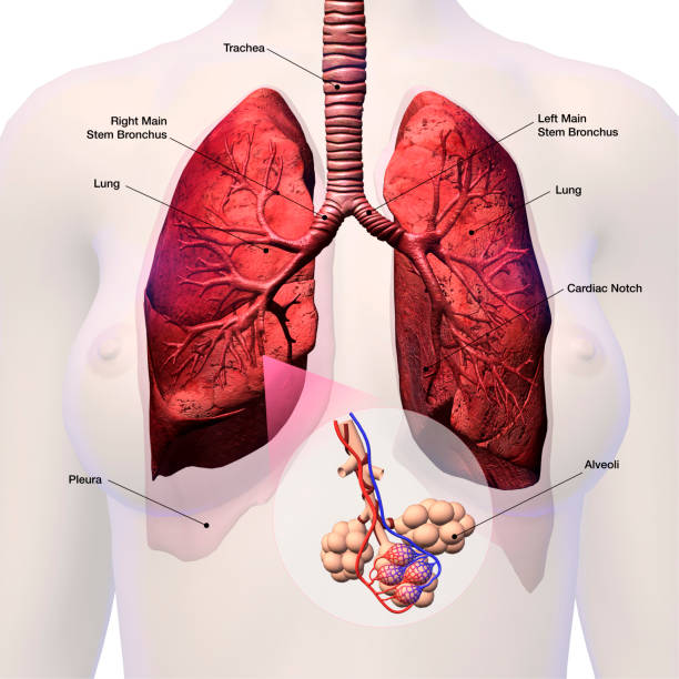 Lungs with Alveoli Labeled stock photo