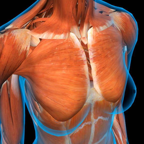 istock Female Chest Muscles X-ray View on Black 923745588