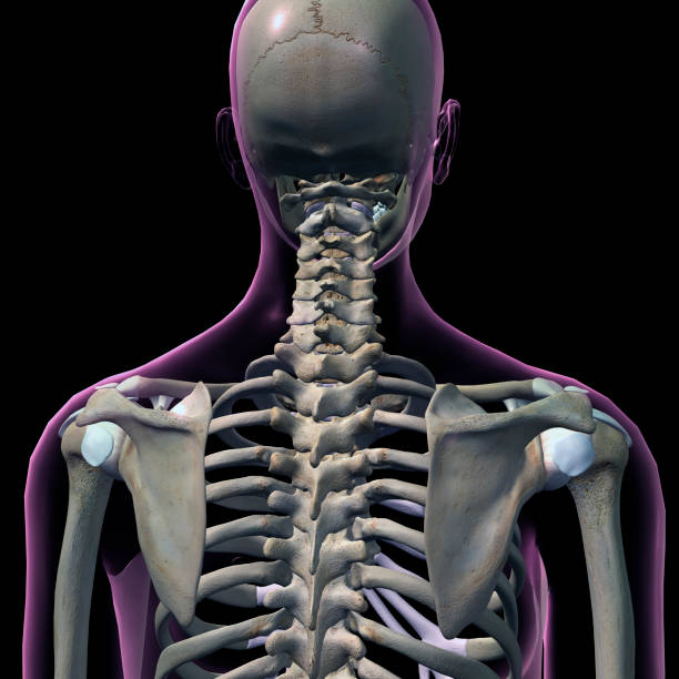 istock Rear View of Female Neck and Shoulder Bones 923745714