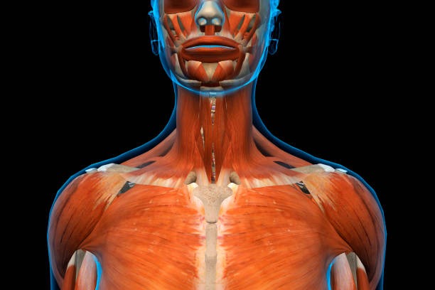 istock Female Jaw, Neck and Shoulder Muscles Front View 923745726