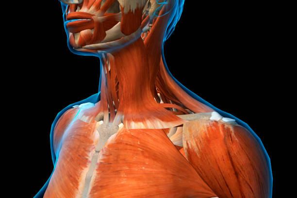 istock Female Neck and Shoulder Muscles 923745728