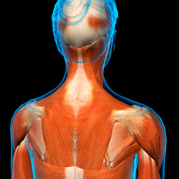 istock Female Neck, Shoulder and Back Muscles X-ray View 923745736