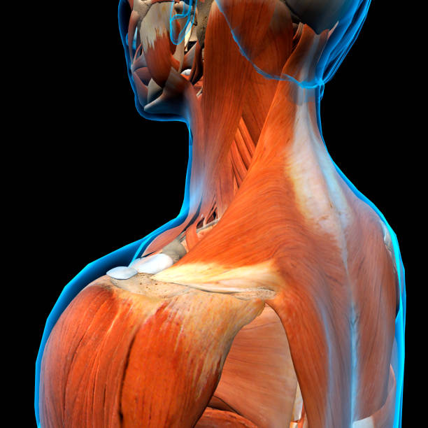 istock Female Neck and Shoulder Rotator Cuff Muscles 923745752
