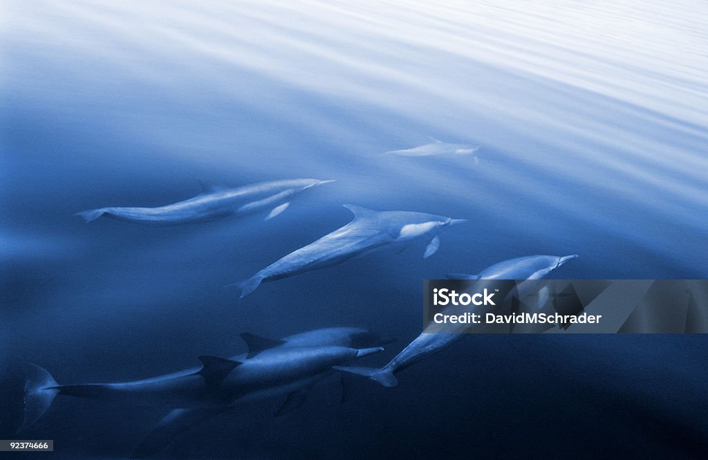 Swimming Dolphins  Dolphin Stock Photo