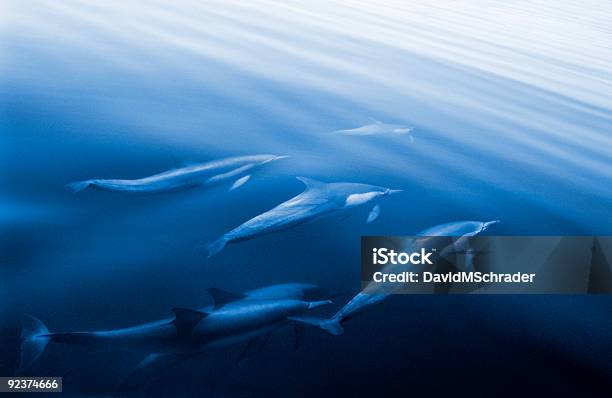 Swimming Dolphins Stock Photo - Download Image Now - Dolphin, Group Of Animals, Pod of Dolphins
