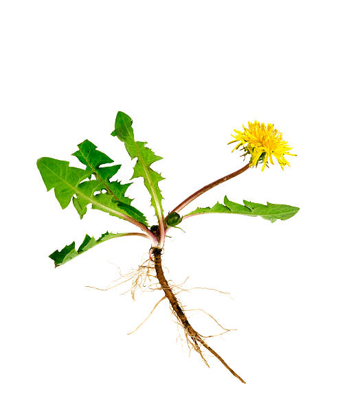 Dandelion  dandelion root stock pictures, royalty-free photos & images