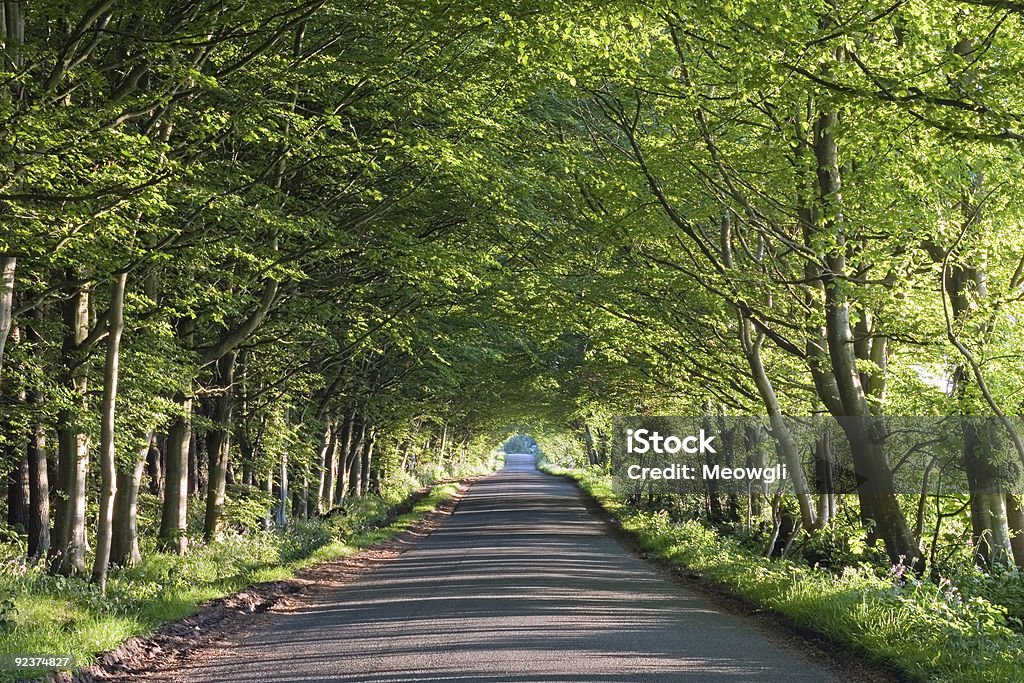 Straßenlauf durch einen tunnel of trees - Lizenzfrei Asphalt Stock-Foto