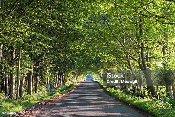 Straßenlauf Durch Einen Tunnel Of Trees Stockfoto und mehr Bilder von Asphalt - Asphalt, Baum, Blatt - Pflanzenbestandteile