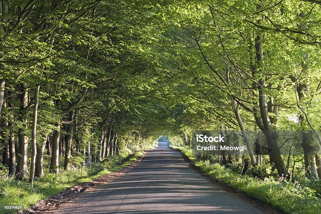 Corrida de estrada através de um túnel de árvores - Royalty-free Alfalto Foto de stock