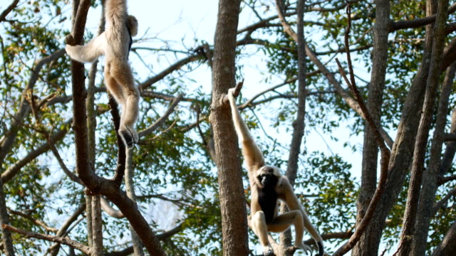 Gibbon on tree