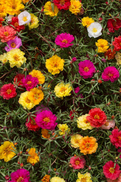 istock Flores always-alive portulaca 923748980