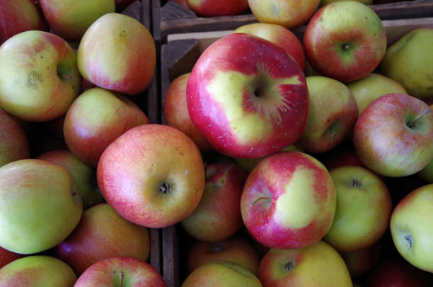 istock Apples piled in wooden crate 923749162