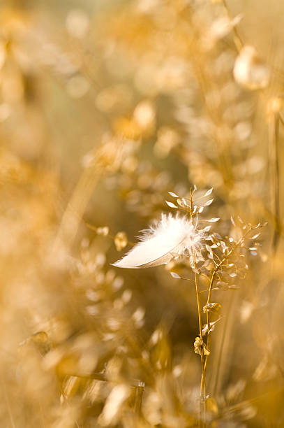 Lost feather in summer steppe stock photo