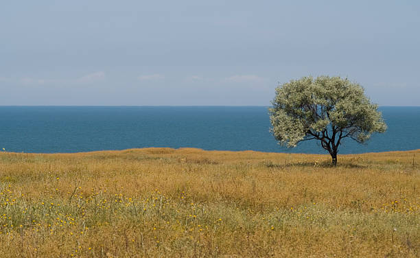 Solitary tree on sea shore stock photo