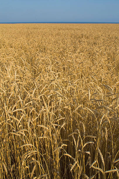 Wheat field in Crimea stock photo