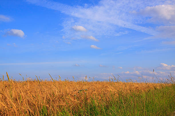 istock Ripe Summer Wheat And Grass 92374960