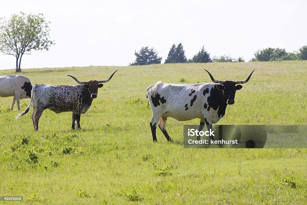 Texas Longhorns - Royalty-free Animal Foto de stock