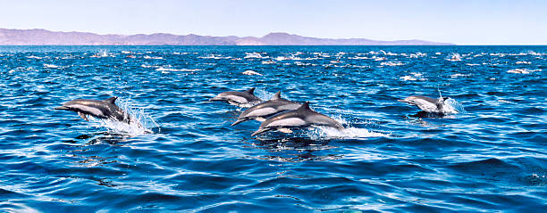 viajantes - dolphin porpoise mammal sea imagens e fotografias de stock