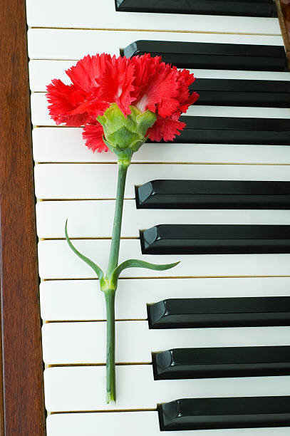 istock Romantic concept - red carnation on piano keys 92375178