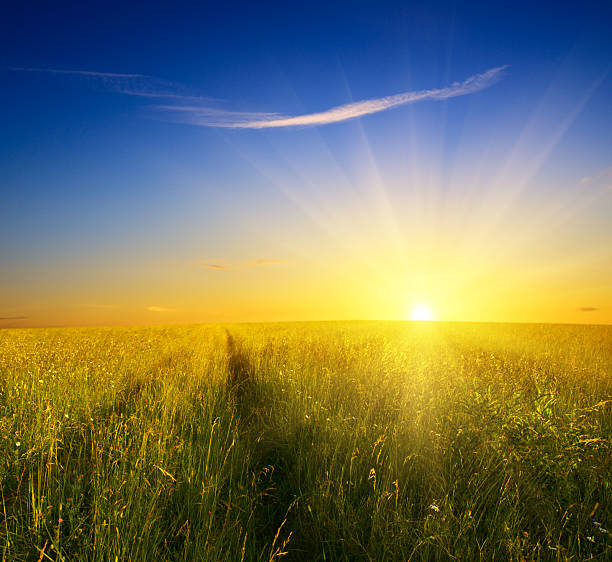 istock Field of grass with blue sky and a bright sunset  92375218