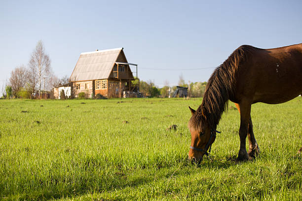 istock Horse pasture at summer 92375345