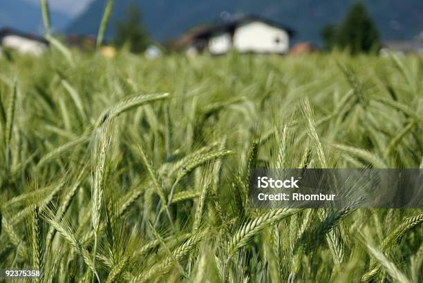 Weizen Field Stockfoto und mehr Bilder von Agrarbetrieb - Agrarbetrieb, Anhöhe, Bauernhaus