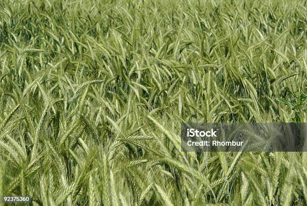 Weizen Stockfoto und mehr Bilder von Agrarbetrieb - Agrarbetrieb, Bedeckter Himmel, Bildhintergrund