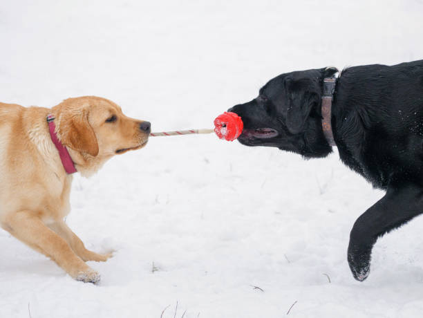 istock Two Labrador Dog Playing with red toy In Snow. 923756360