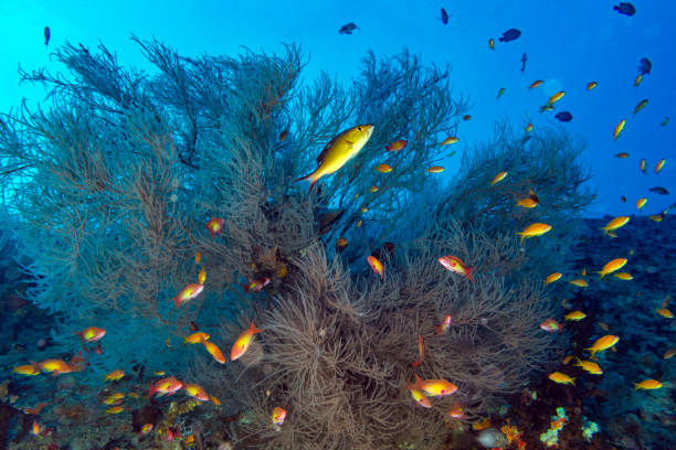 istock Maldives corals house for Fishes 923756380