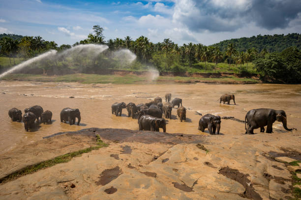 istock wild elephants wades in the river for bathing 923756734