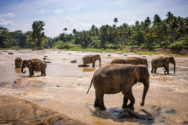 istock wild elephants wades in the river for bathing 923756764