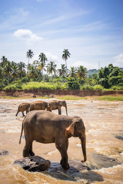istock wild elephants wades in the river for bathing 923756786