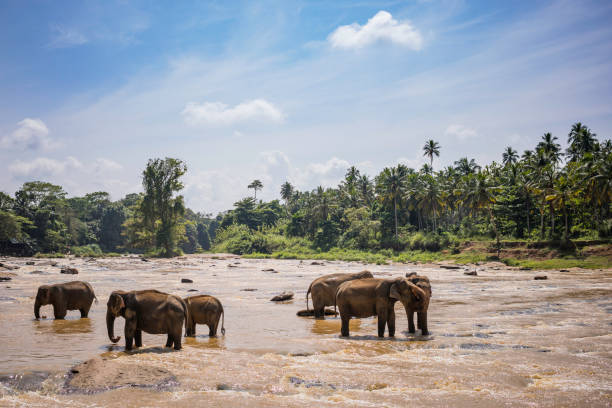 istock wild elephants wades in the river for bathing 923756798