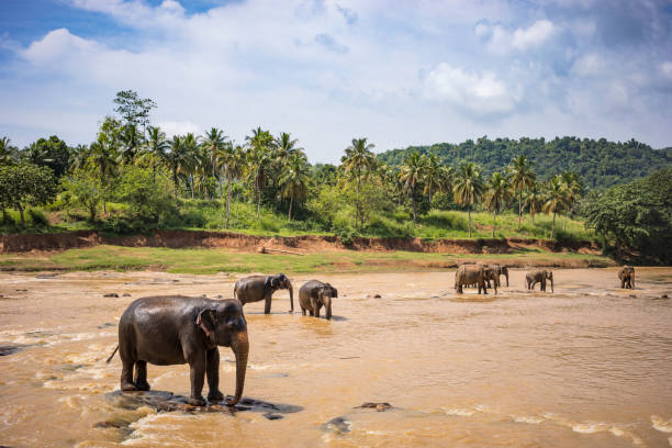 istock wild elephants wades in the river for bathing 923756800