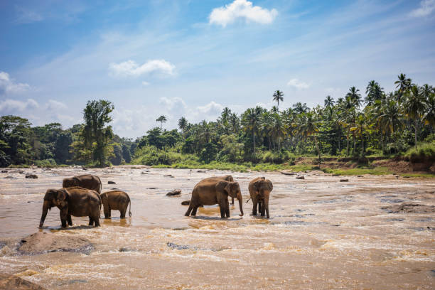 istock wild elephants wades in the river for bathing 923756808