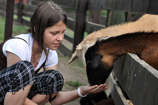 istock Little Girl Feeding Goats 92375748