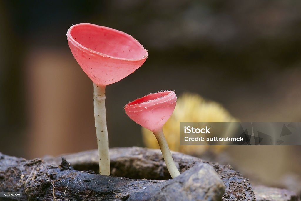 Rosso funghi - Foto stock royalty-free di Bellezza