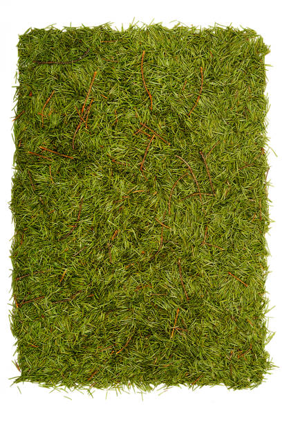 istock isolated Christmas background of green fur-tree needles 923759746
