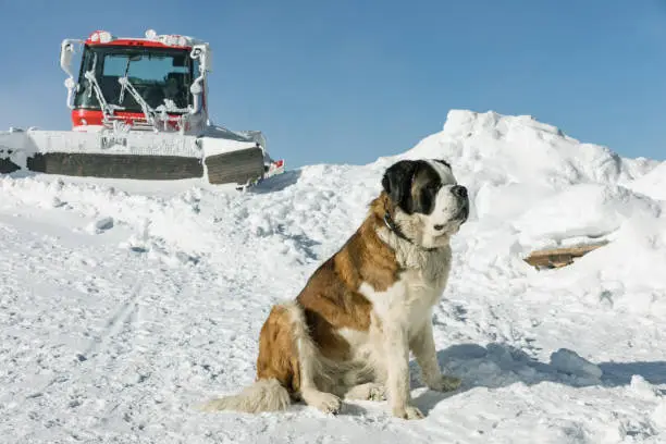 St. Bernard Dog ready for rescue operation in winter on the mountain. Cute big Saint Bernard dog in snow mountain landscape.