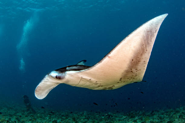 istock Manta in the blue ocean background portrait 923763770