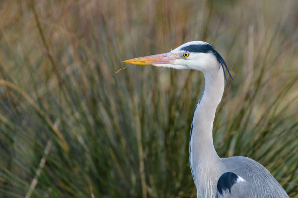 그레이 왜가리류 (Ardea cinerea) 스톡 사진