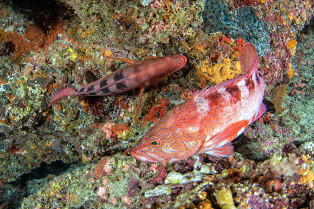 istock red colorful grouper isolated on ocean 923763992
