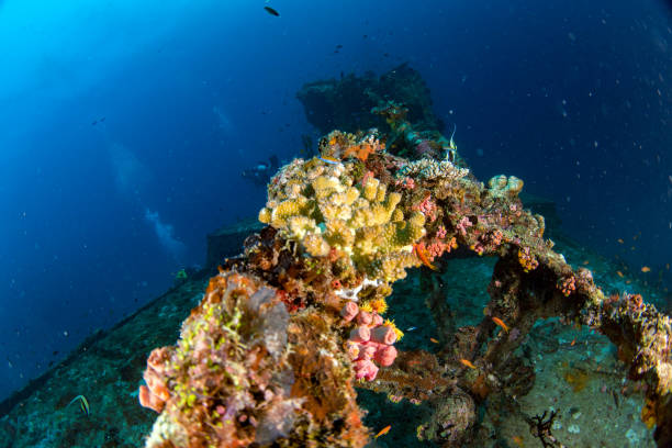 istock Ship Wreck in maldives indian ocean 923764204