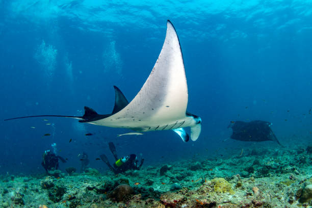 istock Manta in the blue ocean background portrait 923764538