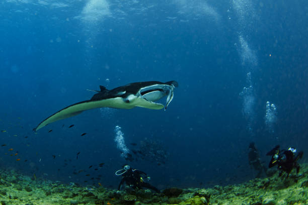istock Manta in the blue ocean background portrait 923764800