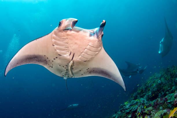 istock Manta in the blue ocean background portrait 923764856